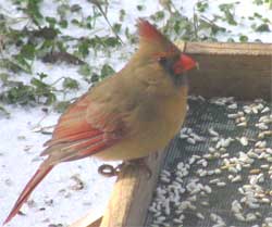 Female Northern Cardinal
