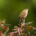 House Wren