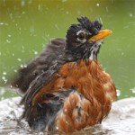 robinbath250 robinbath250