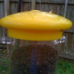 woodlink_tails_up_feeder