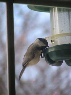 chickadee up close