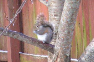 squirrel eating