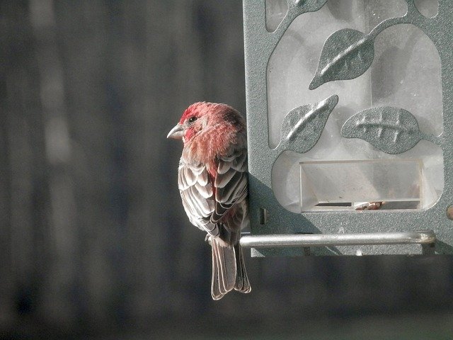 house finch