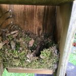 tufted titmouse nest 1