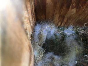 empty chickadee nest box