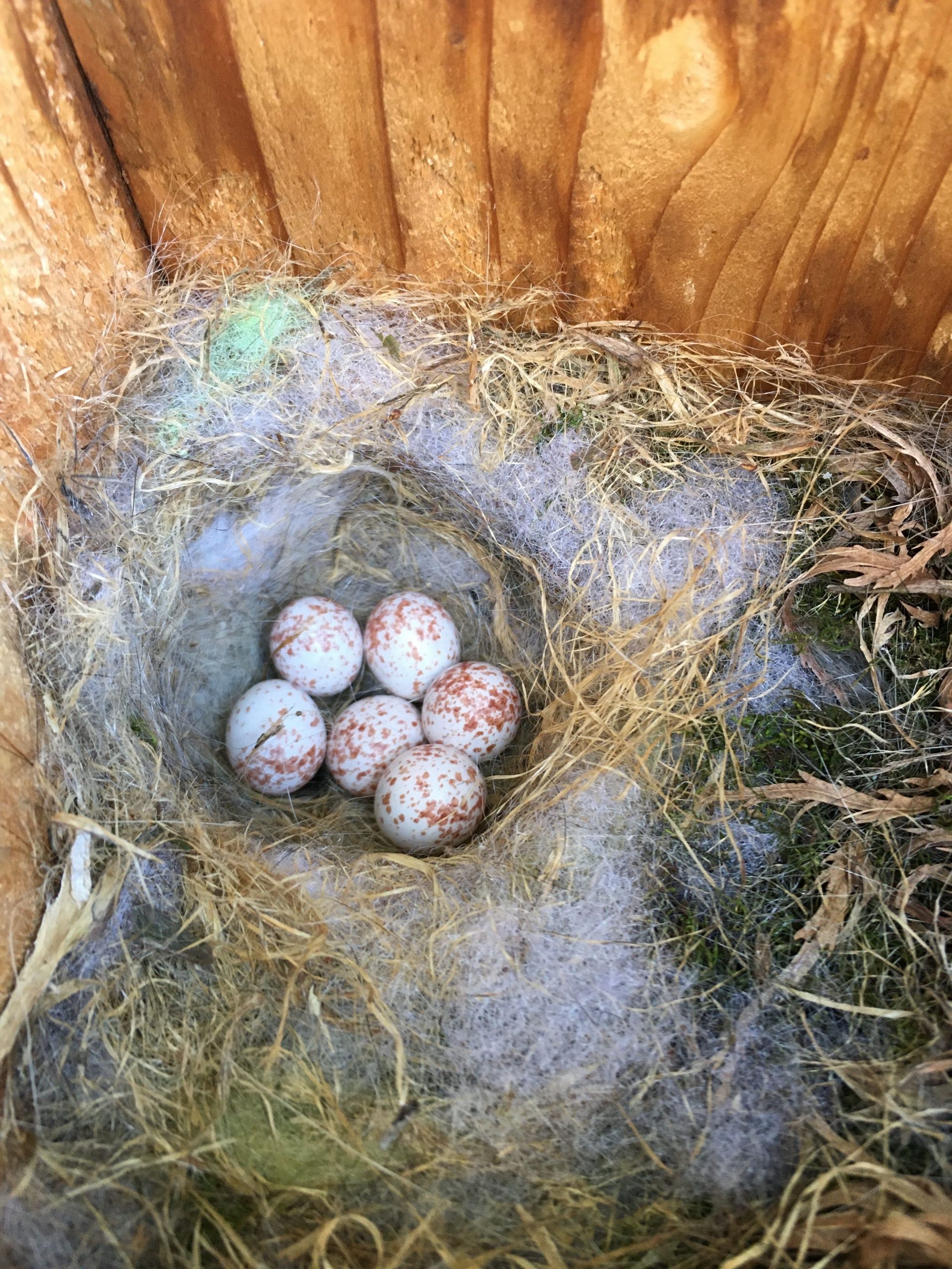 My First Ever Chickadee Nest Box Tragedy - BirdOculars